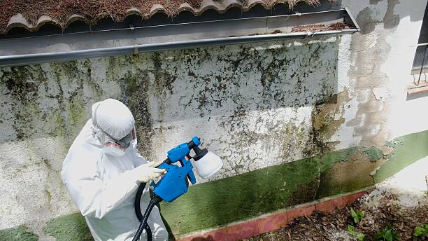 Trusted Crawl Space Mold Removal service in Peach Bottom, PA - Cheap Mold Removal